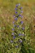 David Plant Photography - Wildlife Photography - Viper's bugloss - A